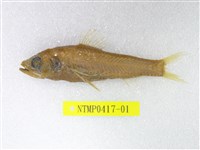 藏品(短鰭新燈籠魚)的圖片